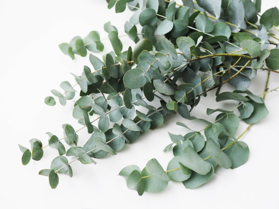 Eucaliptus род латынь Eucalyptus