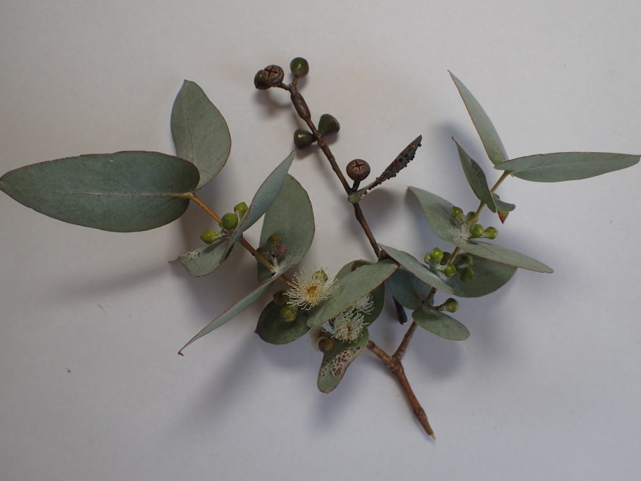 Eucalyptus staigeriana