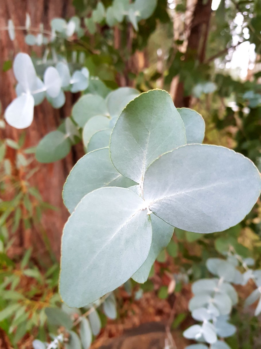 Eucalyptus pulverulenta