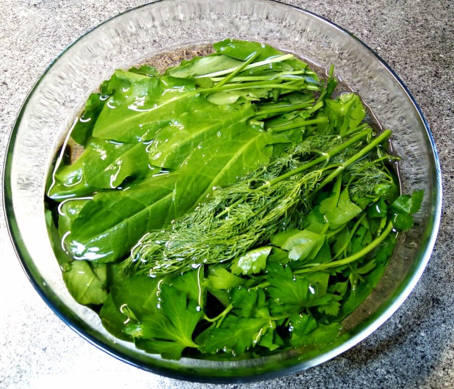 Щавель малый гербарий