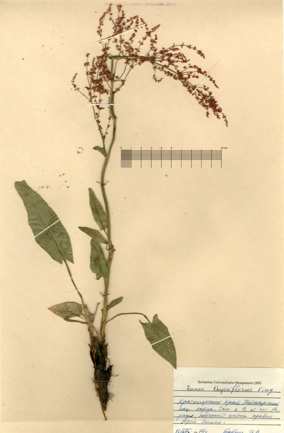 Щавель гербарий