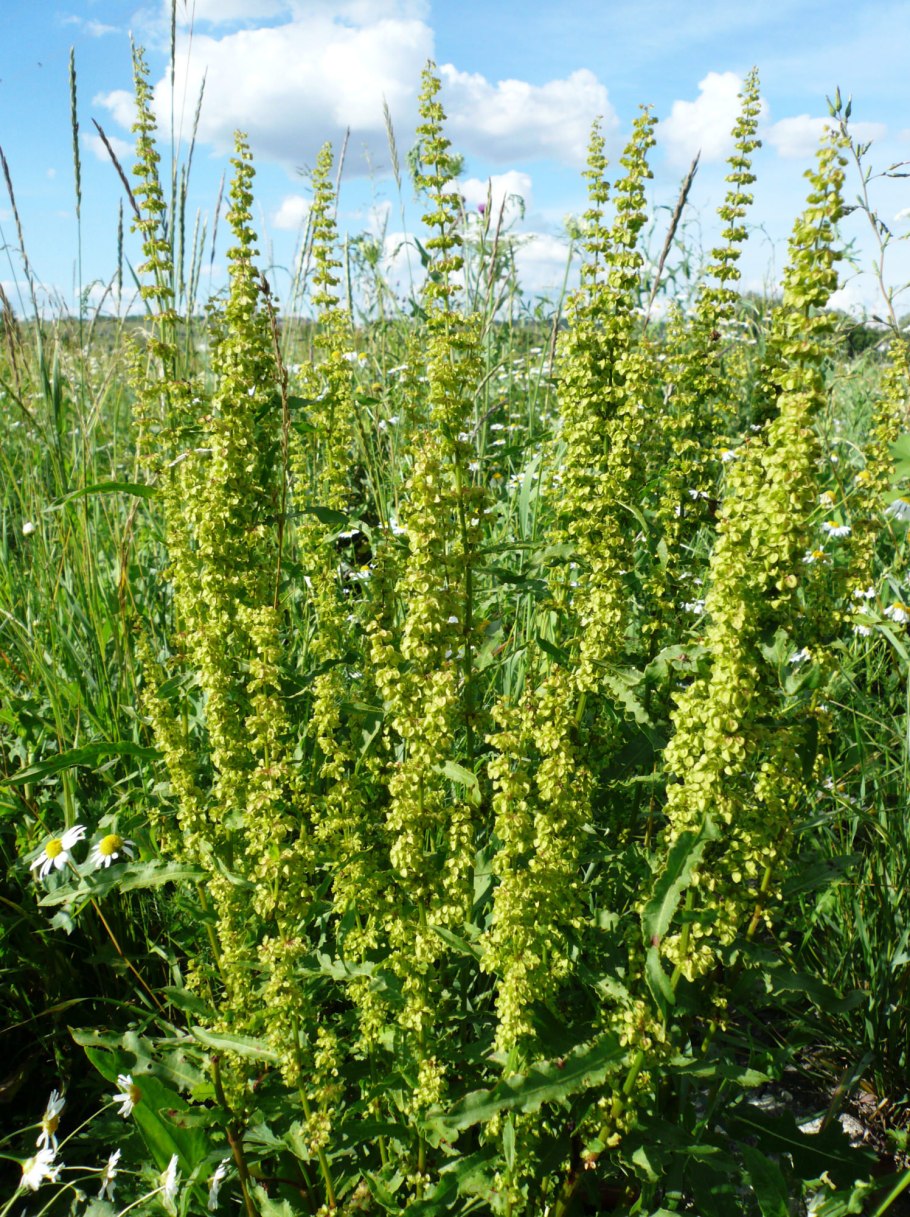 Щавель курчавый Rumex crispus