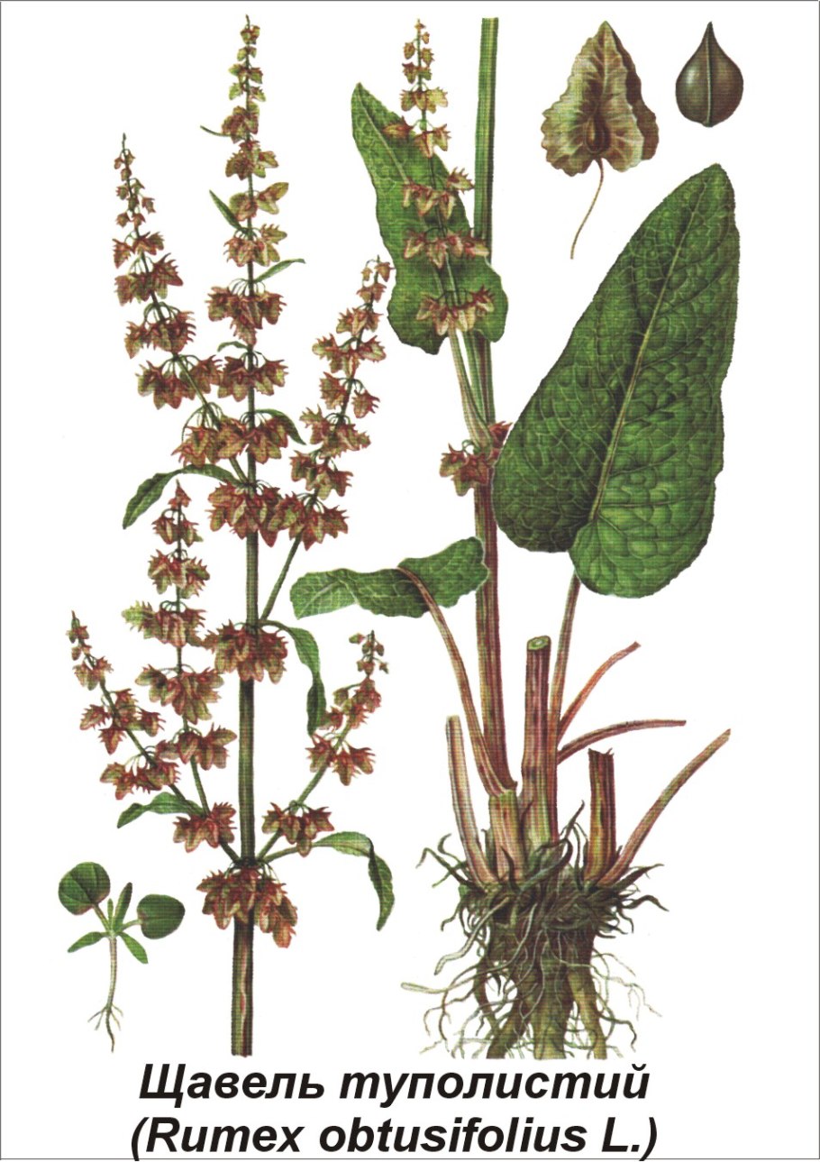 Щавель Водный