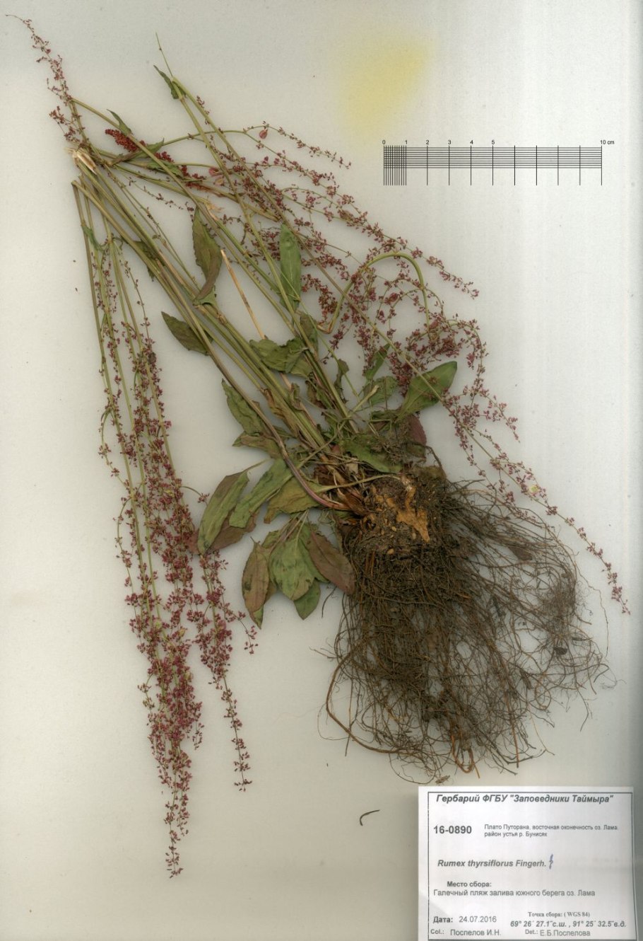Rumex thyrsiflorus