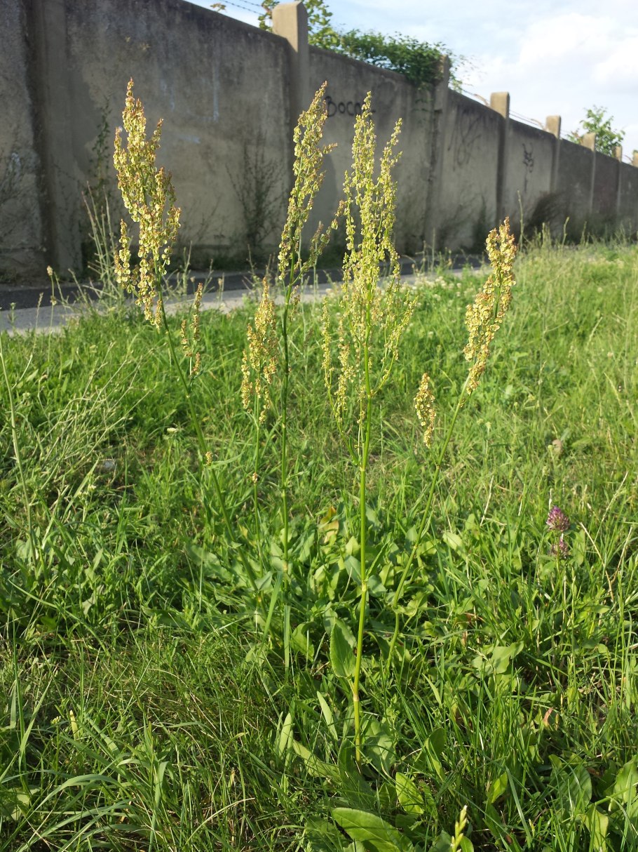 Щавель пирамидальный Rumex thyrsiflorus Fingerh.