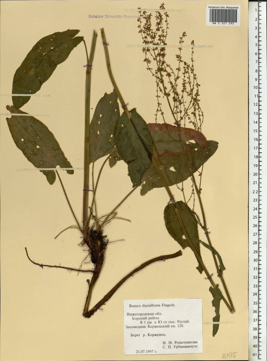 Щавели кислый и пирамидальный