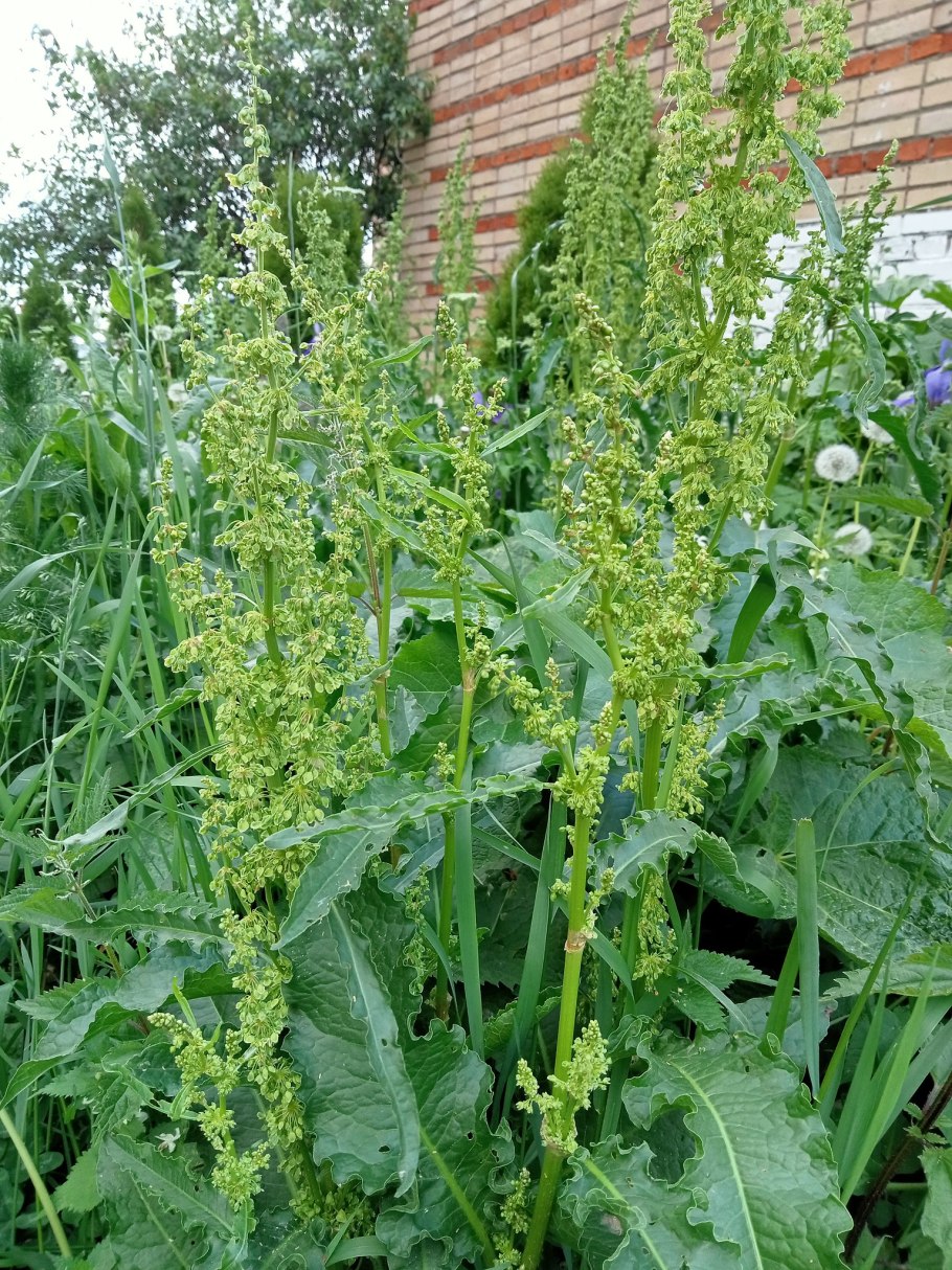 Каким максимум вырастает щавель