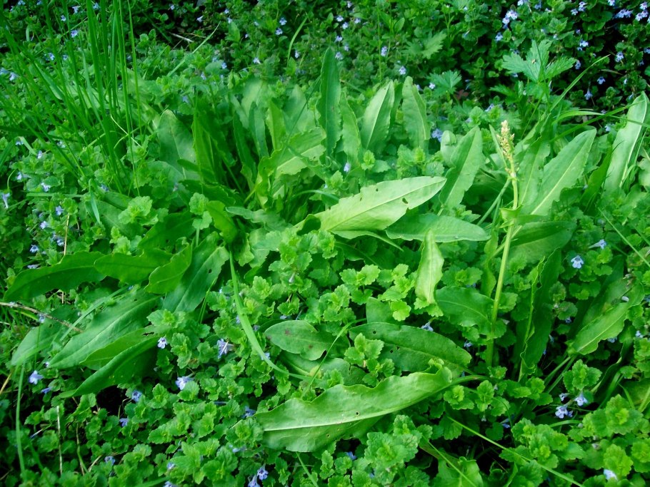 Rumex obtusifolius