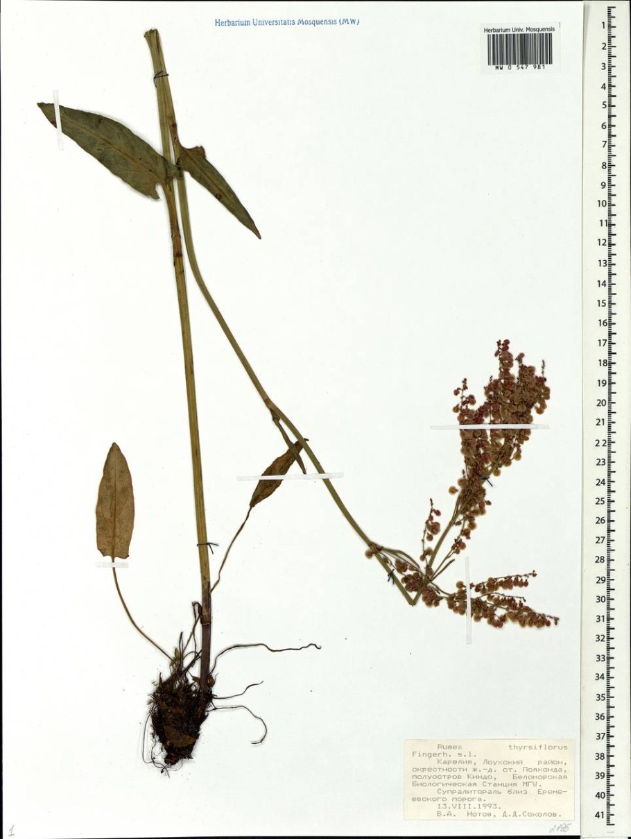 Щавель малый гербарий