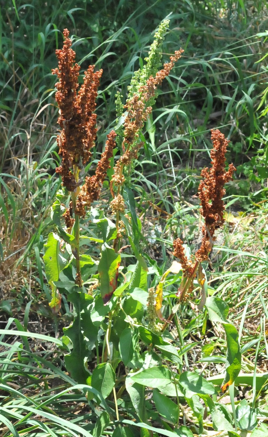 Щавель лопатолистный
