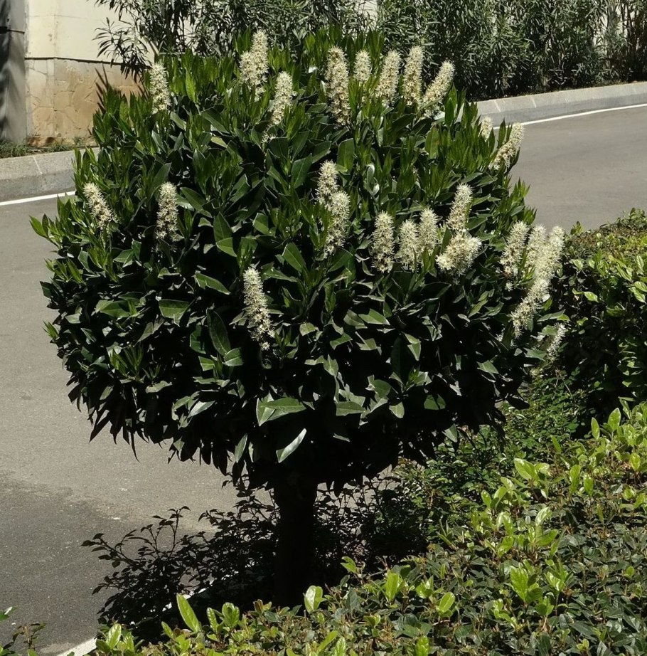 Лавровишня лекарственная - laurocerasus officinalis