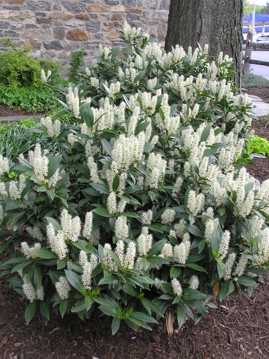 Лавровишня Лузитанская