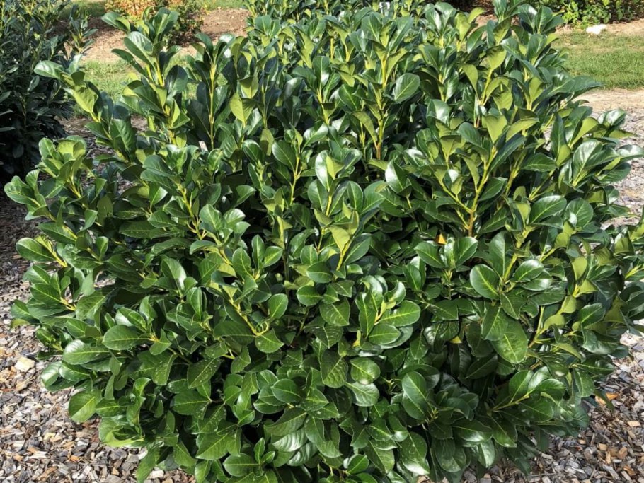 Лавровишня Herbergii