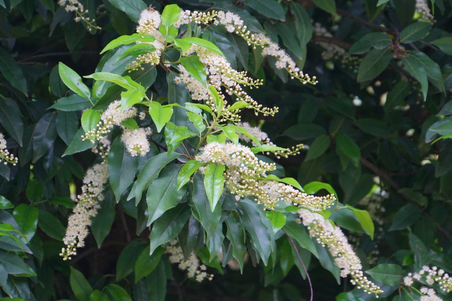 Лавровишня Лузитанская