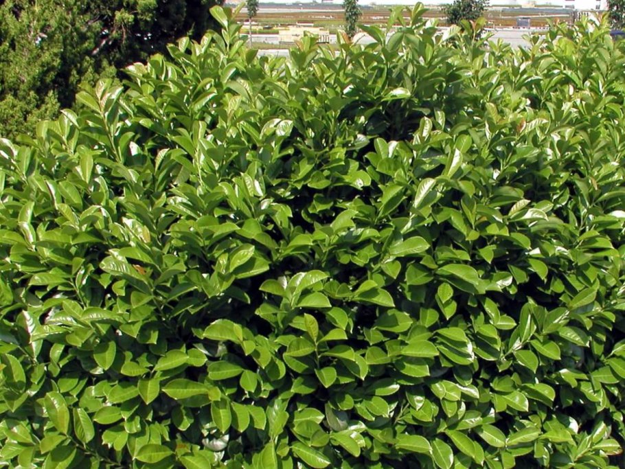 Лавровишня (laurocerasus officinalis)