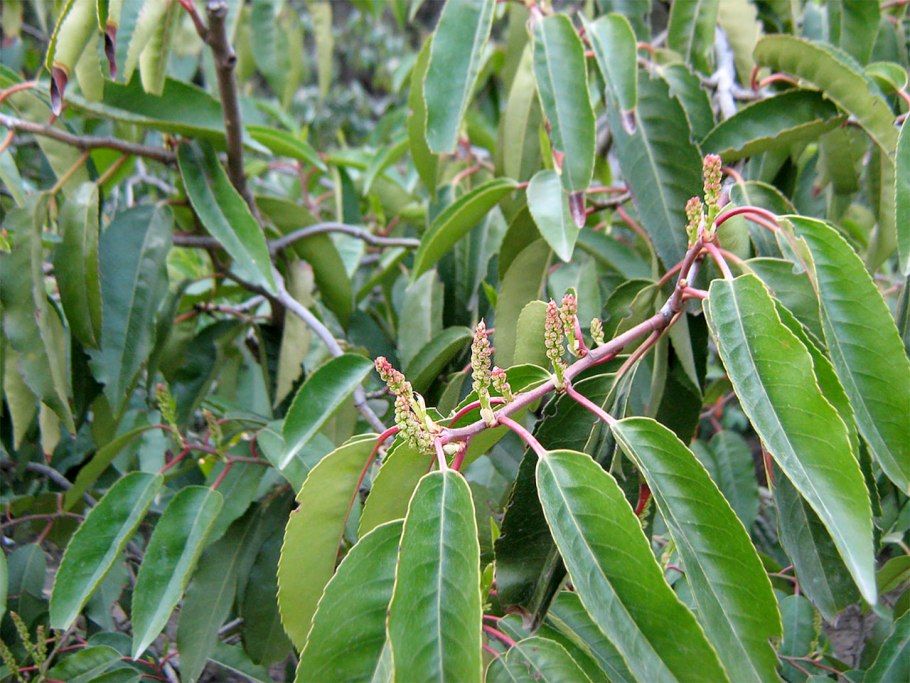 Laurocerasus lusitanica