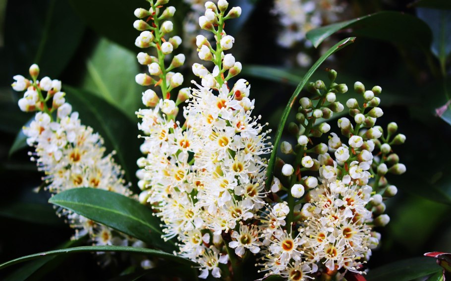 Лавровишня (Prunus laurocerasus).
