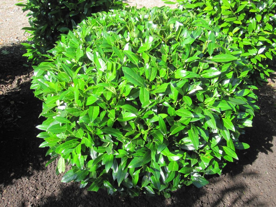 Лавровишня Клеопатра