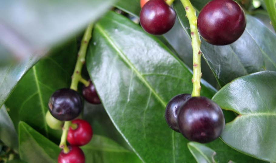 Лавровишня Лузитанская Вариегата