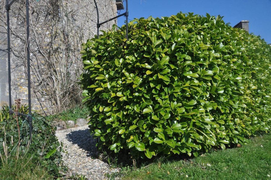 Лавровишня Клеопатра цветение