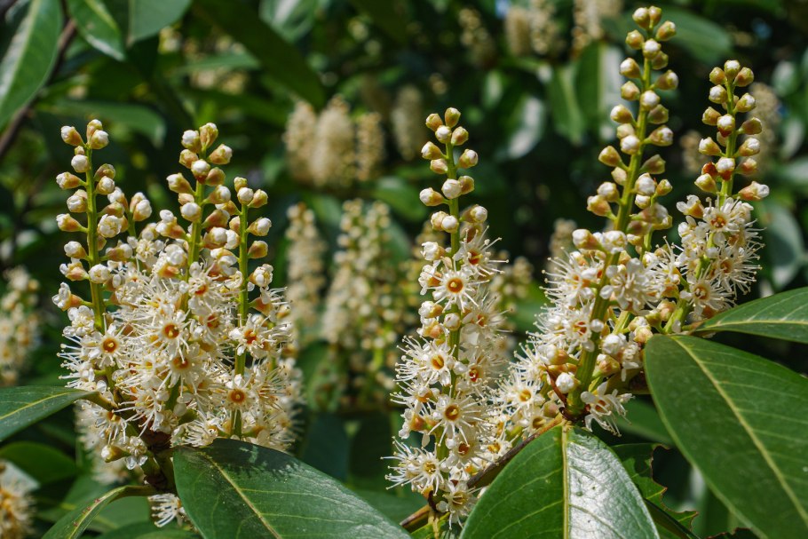 Лавровишня лекарственная