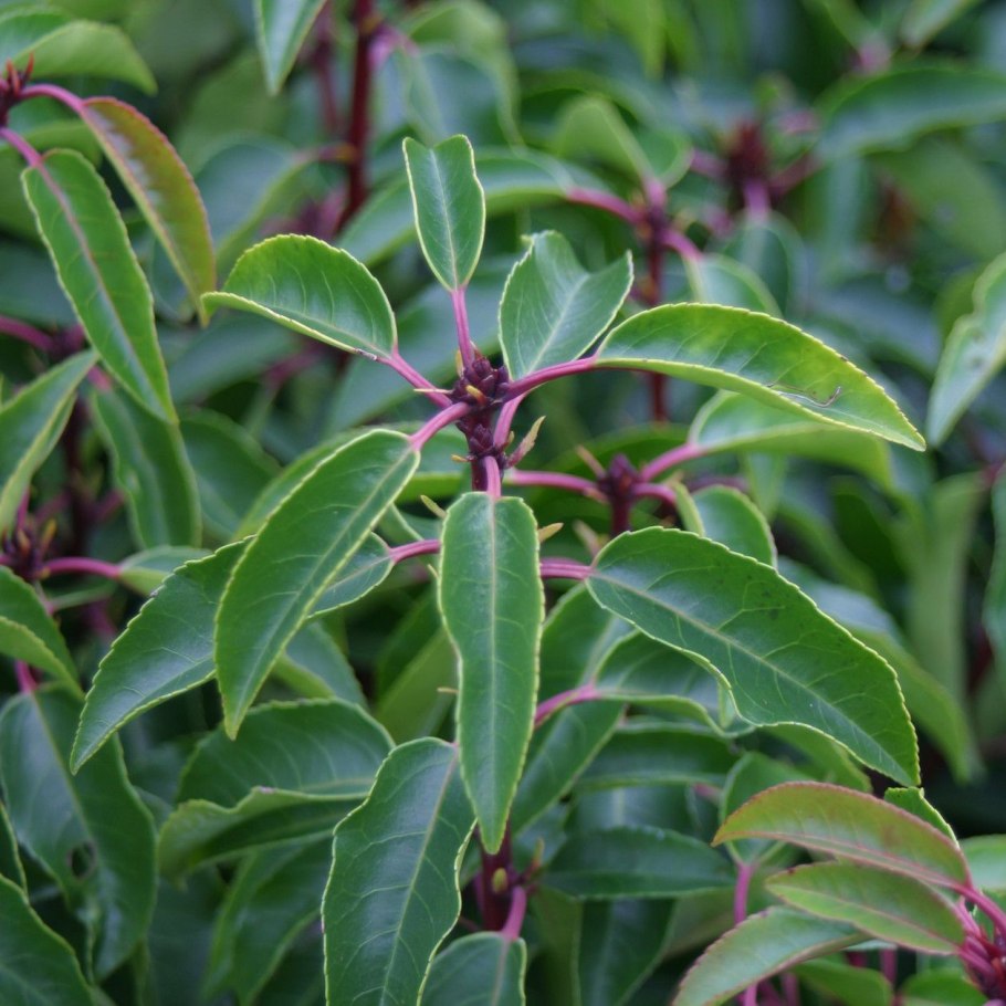 Prunus l. 'rotundifolia'