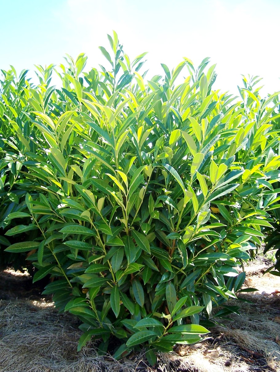 Лавровишня Лузитанская