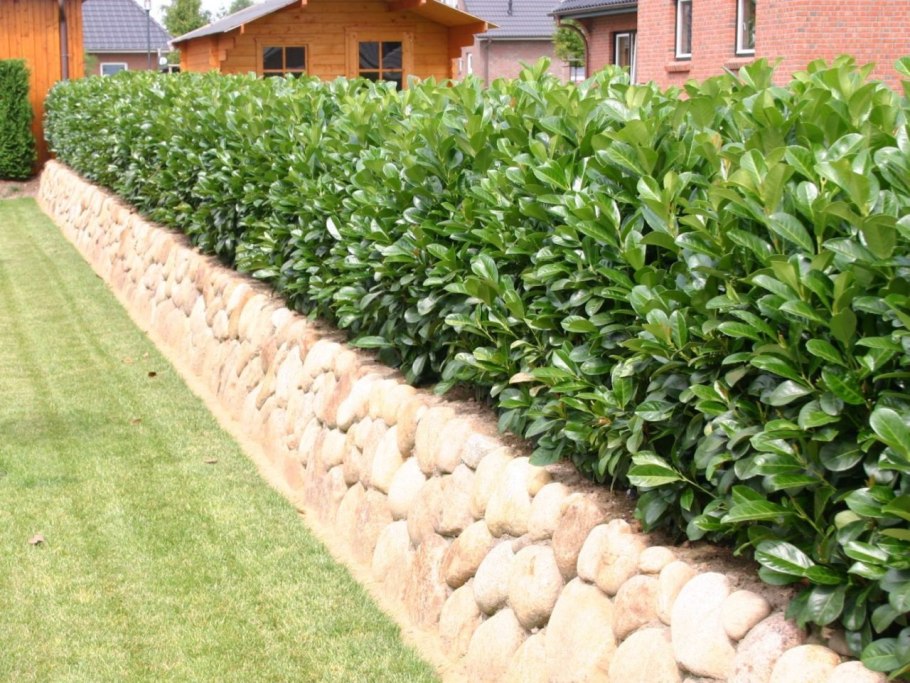 Лавровишня Абхазия