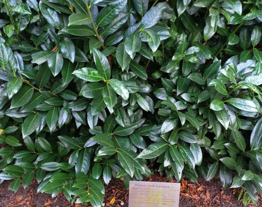 Лавровишня (laurocerasus officinalis)