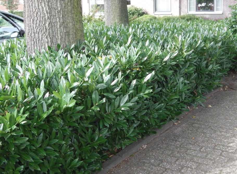 Лавровишня 'Otto Luyken'