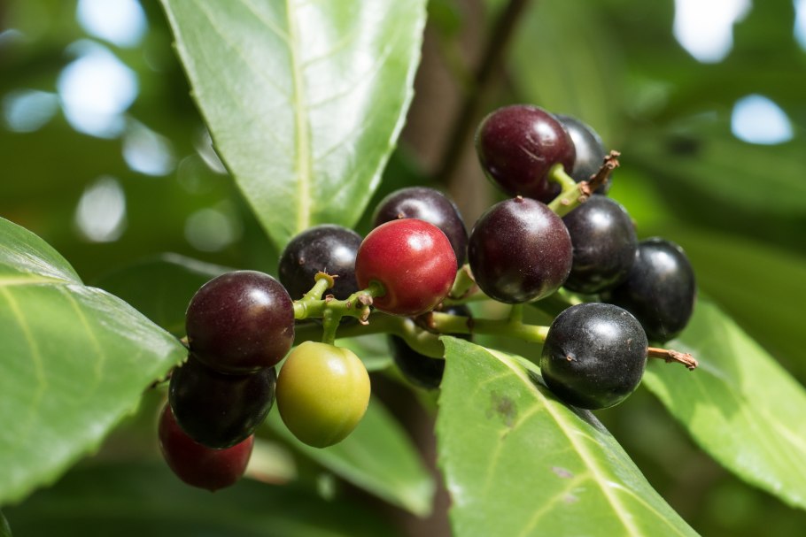 Лавровишня Лузитанская