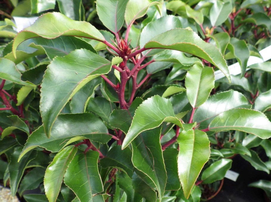 Лавровишня Ангустифолиа