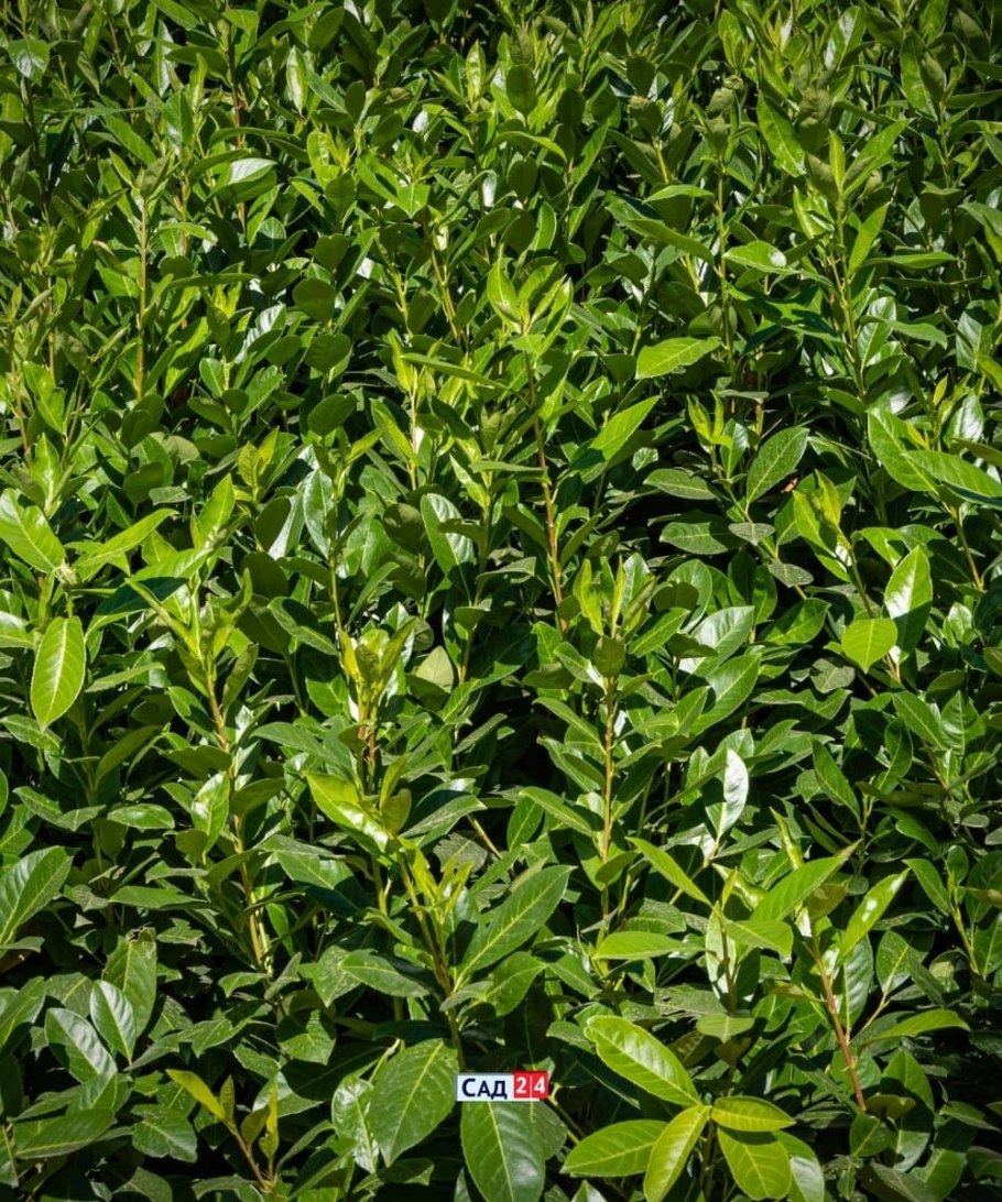 Лавровишня Лузитанская