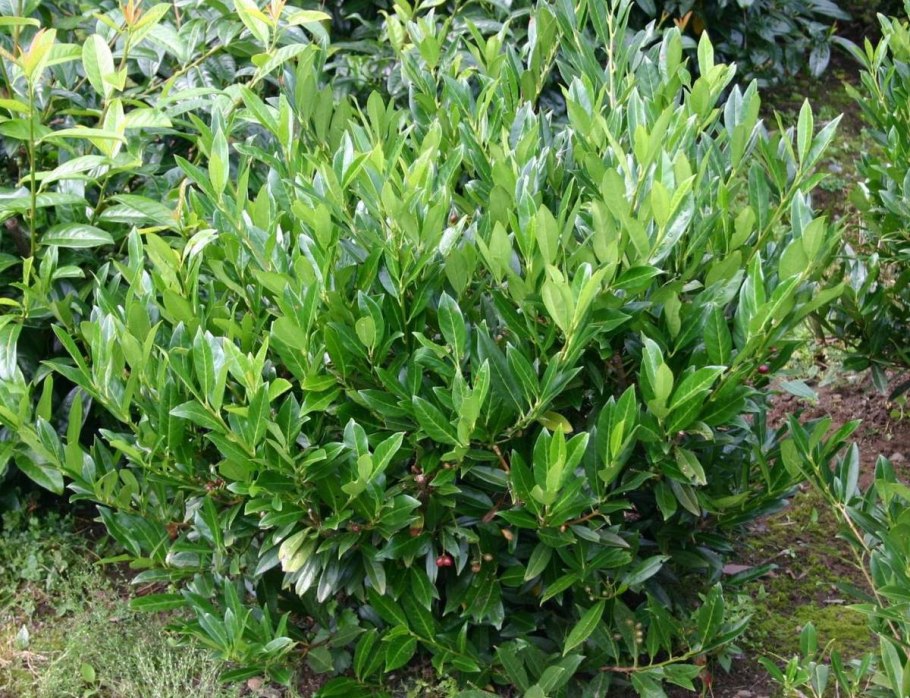 Лавровишня 'Otto Luyken'