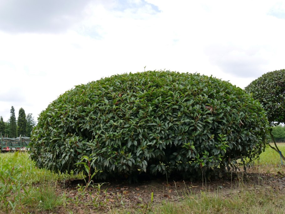 Лавровишня Мультиштамб