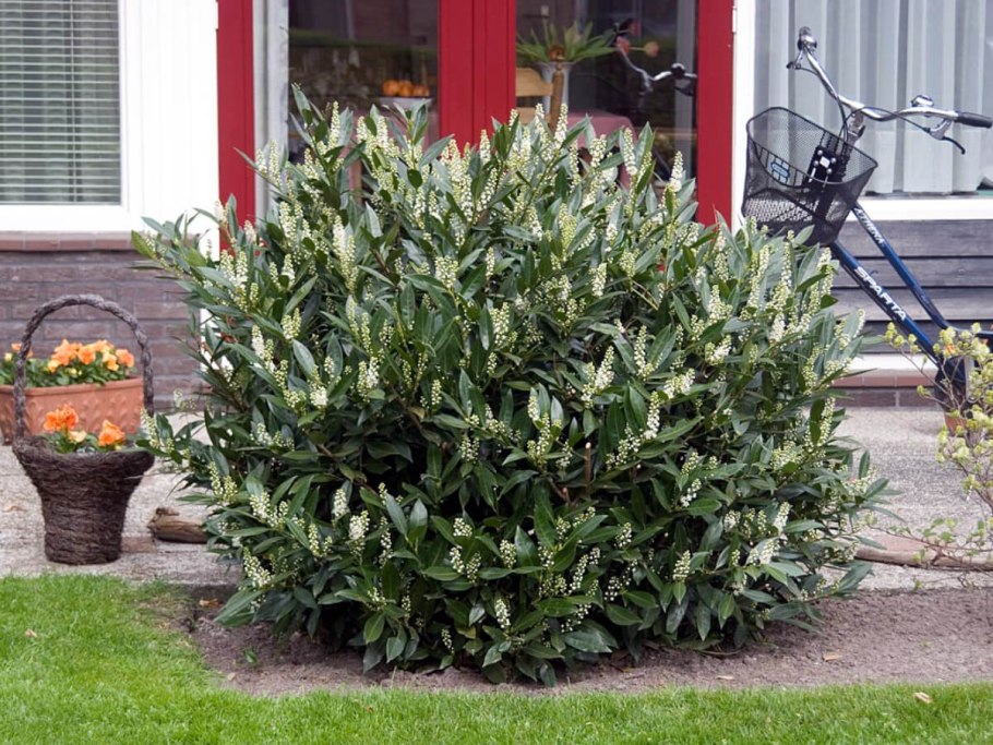 Prunus laurocerasus 'Elly'