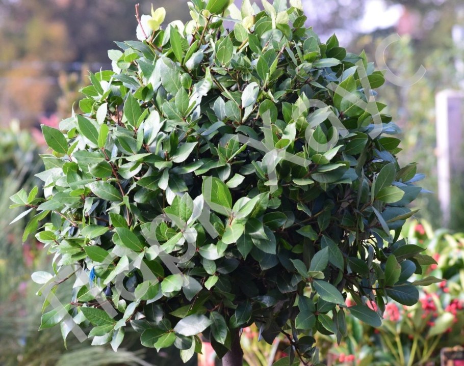 Лавровишня люситаника