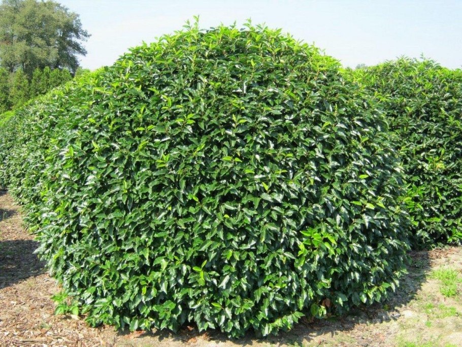 Лавровишня laurocerasus