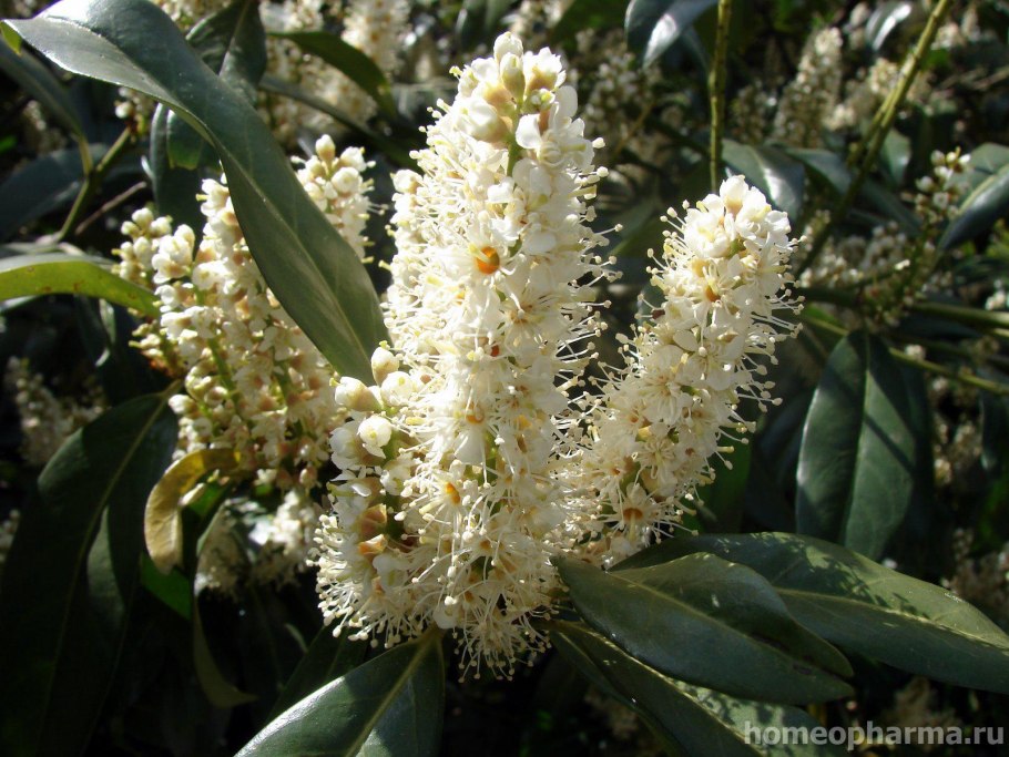 Лавровишня Herbergii