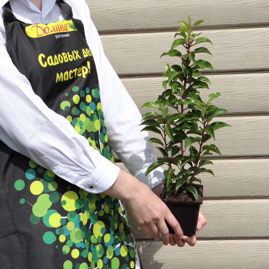 Лавровишня (Prunus laurocerasus).