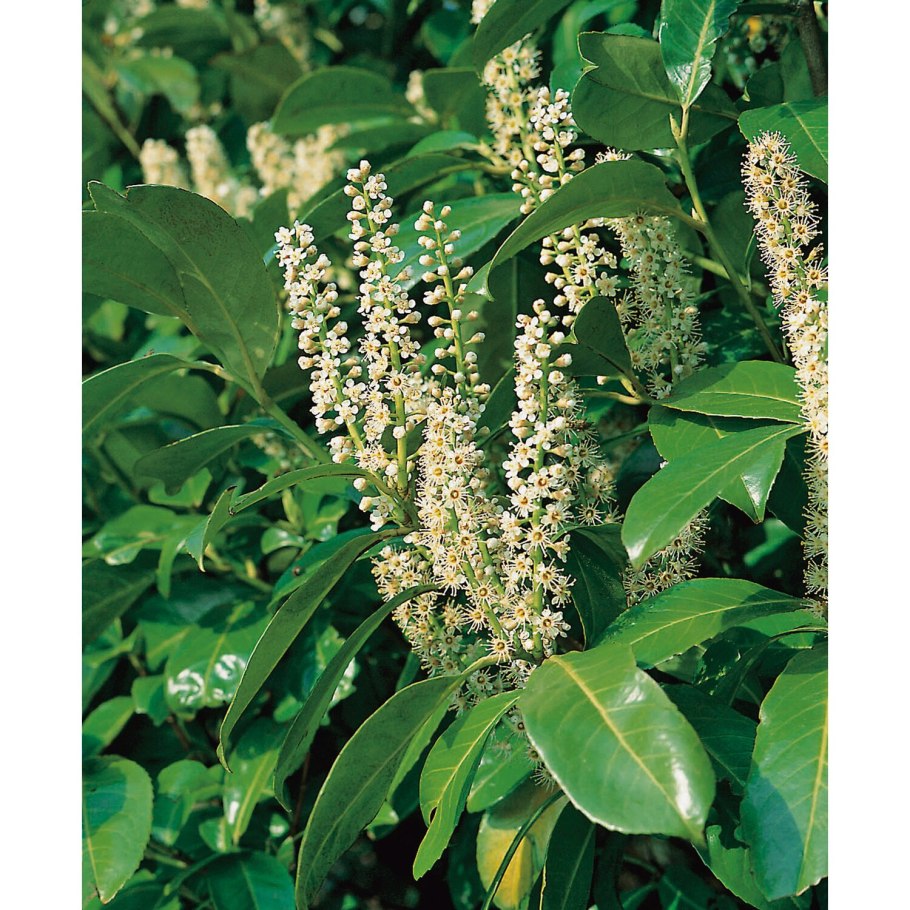 Лавровишня ареал