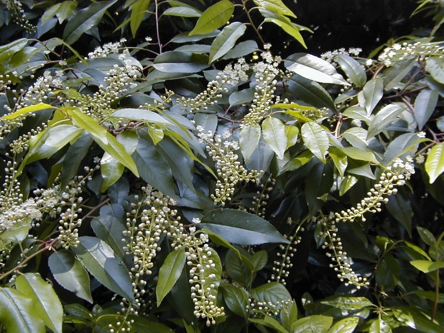 Лавровишня Каролинская