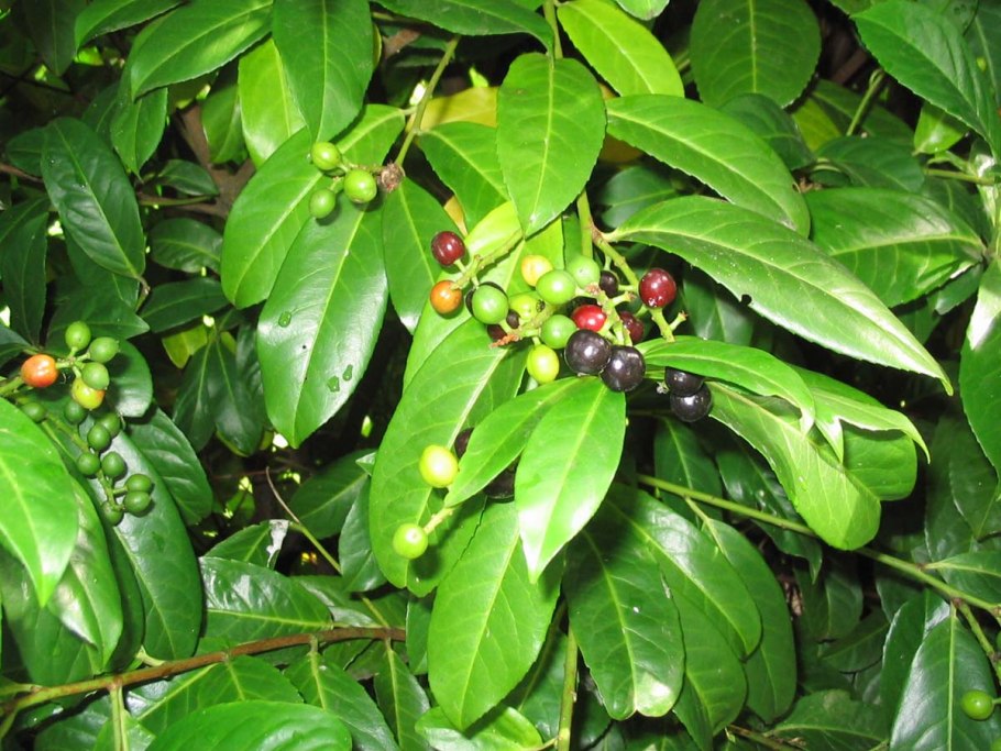 Лавровишня кавказская