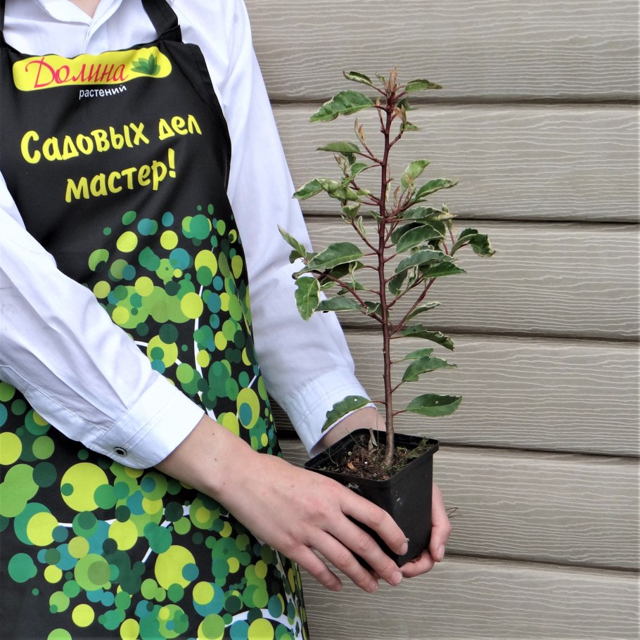 Лавровишня Живая изгородь