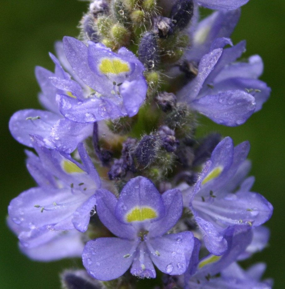 Heteranthera Limosa