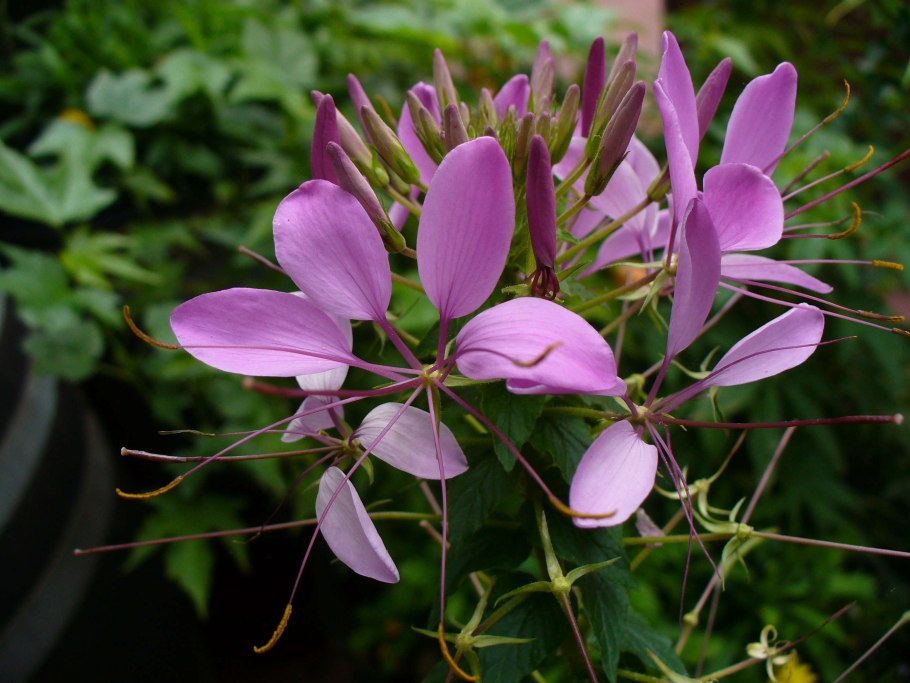 Catharanthus roseus катарантус розовый