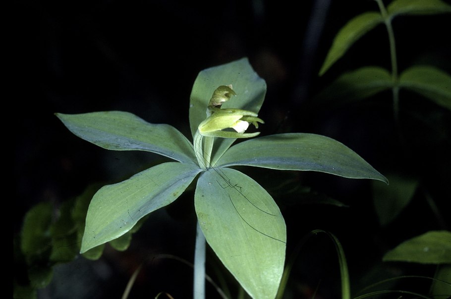 Persoonia acerosa – Персония клёновая