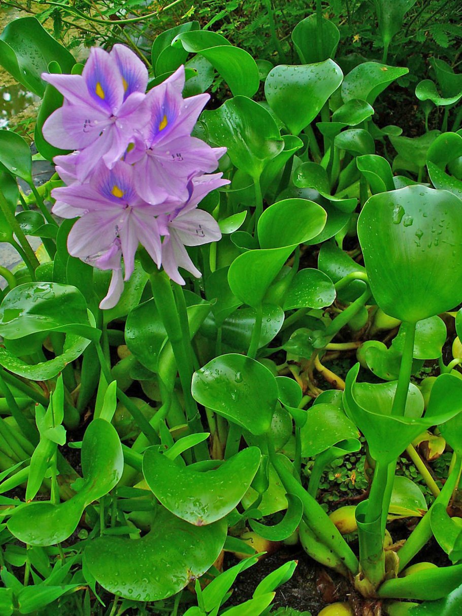 Водяной гиацинт (Eichhornia crassipes)