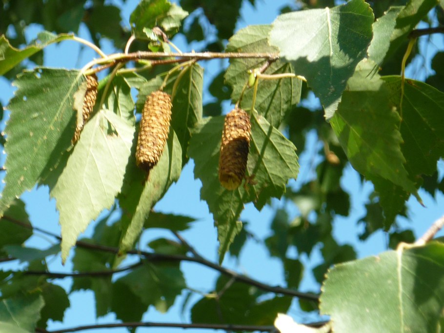 Береза ребристая Betula costata trautv.