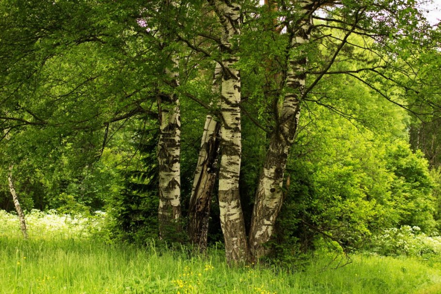 Якутская береза